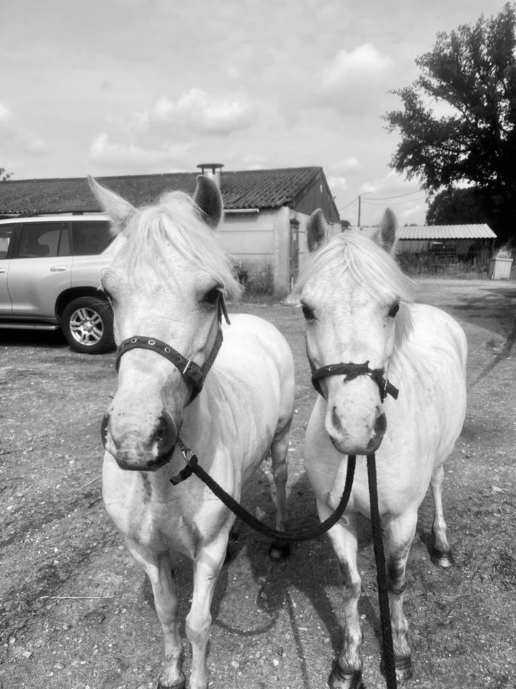 Dubbelspan welsh pony’s, Dieren en Toebehoren, Pony's, Merrie, B pony (1.17m tot 1.27m), 7 tot 10 jaar, Met stamboom