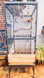 5 𝓚𝓪𝓷𝓪𝓻𝓲𝓮𝓷 𝓶𝓮𝓽 𝓰𝓻𝓸𝓸𝓽 𝓴𝓸𝓸𝓲 153x60x60, Dieren en Toebehoren, Ophalen, Zo goed als nieuw