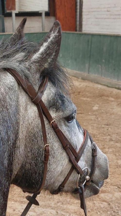 paarden, Dieren en Toebehoren, Paarden, Merrie, Zadelmak, 160 tot 165 cm, 3 tot 6 jaar, Recreatiepaard, Gechipt, Ontwormd, Ingeënt