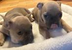 franse bulldog pups,reu, Dieren en Toebehoren, België, Reu, 8 tot 15 weken, CDV (hondenziekte)