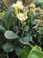 Canna Alaska, Ophalen