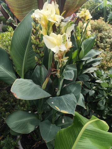 Canna Alaska, Enlèvement