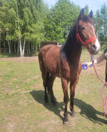  2 jarige merrie half quarter  beschikbaar voor biedingen