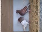 2 jonge doffers van de gaditano uit 2025, Dieren en Toebehoren, Vogels | Duiven