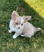 Langharig chihuahuareutje met kort staartje, Dieren en Toebehoren, Honden | Chihuahua's en Gezelschapshonden, België, Fokker | Hobbymatig