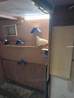 Pigeon, Dieren en Toebehoren, Vogels | Duiven, Mannelijk, Overige soorten