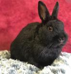 Schattige dwergkonijntjes te koop