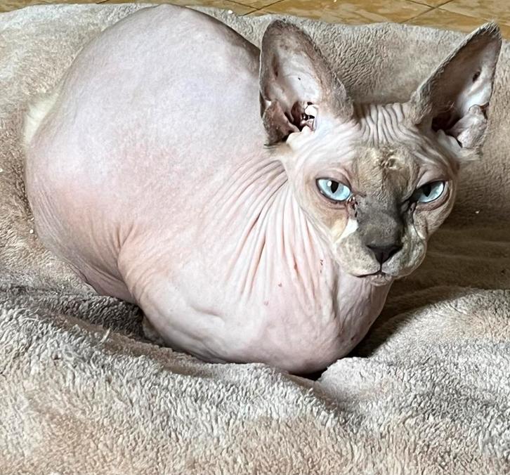 Sphynx, Animaux & Accessoires, Chats & Chatons | Chats de race | Poil ras, Plusieurs animaux, 3 à 5 ans, Avec pedigree, Avec puce électronique