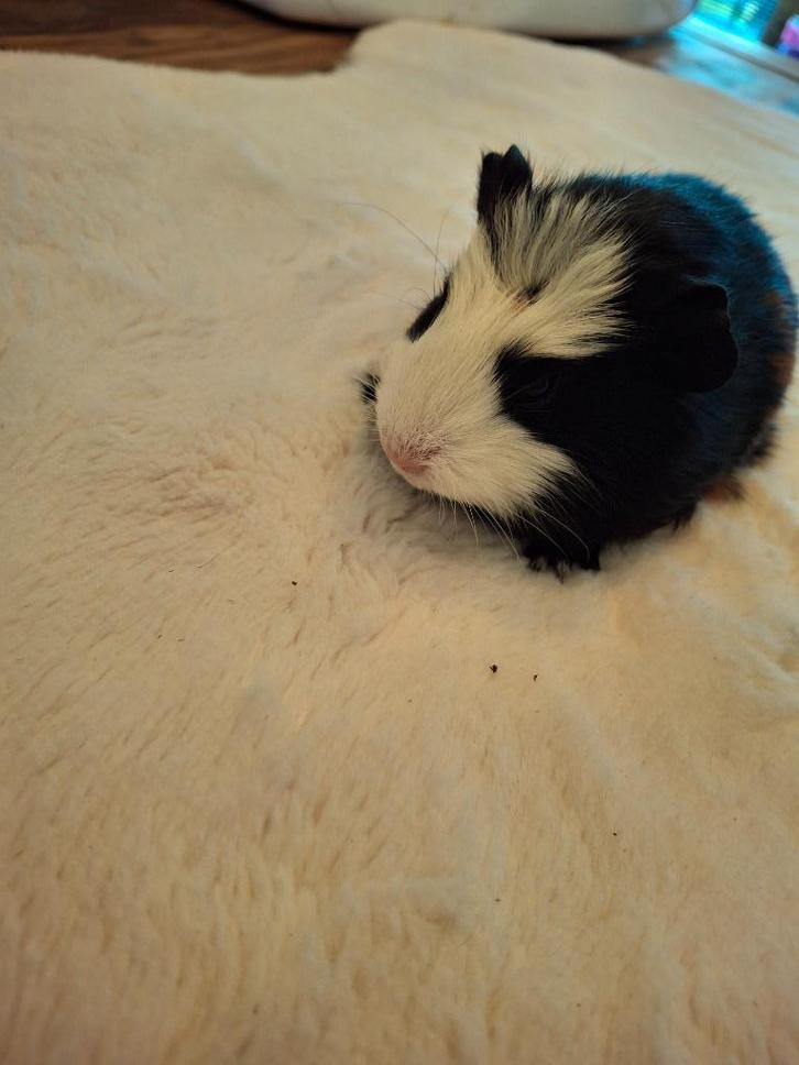 Cavia beertje, Dieren en Toebehoren, Knaagdieren, Mannelijk, Cavia, Oktober, Tam