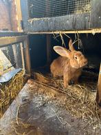 Raszuivere gele vlaamse reus (rammelaar), Dieren en Toebehoren, Konijnen