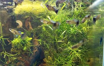 Guppies Dumbo Ears beschikbaar voor biedingen