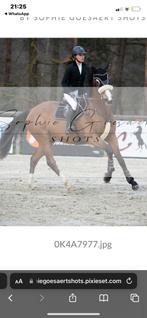 Pittige Dressuur- en Springmerrie, Dieren en Toebehoren, Paarden, Merrie, Springpaard, Gechipt, M
