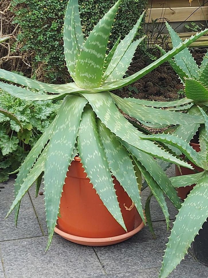 Aloë Vera Maculata, Tuin en Terras, Planten | Tuinplanten, Ophalen of Verzenden
