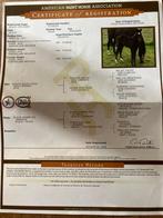 American paint horse, Dieren en Toebehoren, Paarden, Hengst