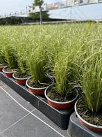 Carex comans ‘Amazon Mist’ P10,5cm, Ophalen, Vaste plant, Siergrassen, Halfschaduw