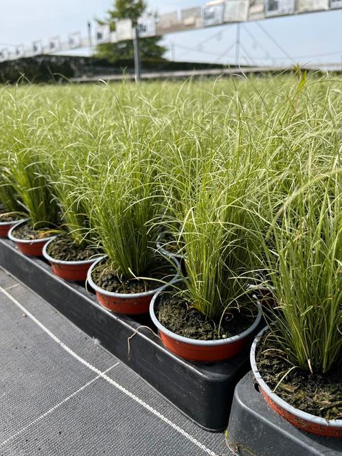 Carex comans ‘Amazon Mist’ P10,5cm, Tuin en Terras, Planten | Tuinplanten, Vaste plant, Siergrassen, Halfschaduw, Ophalen