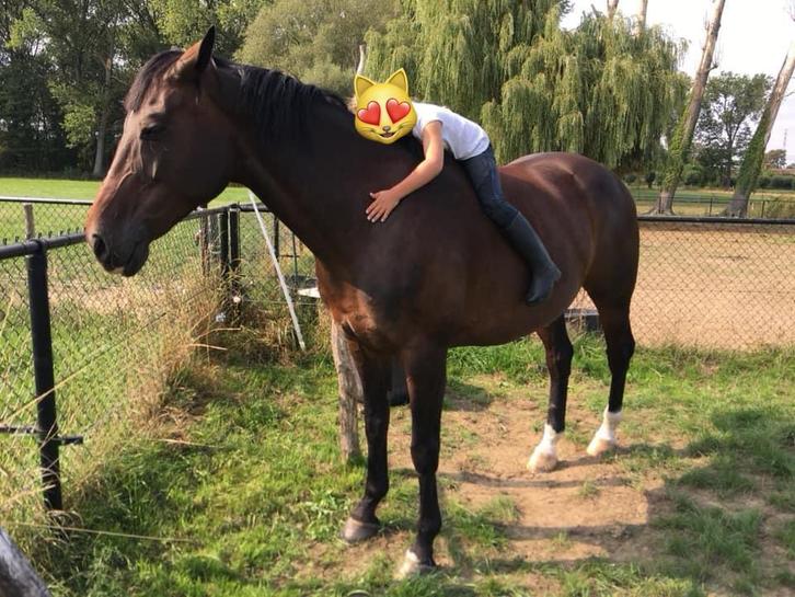 Lieve mooie merrie, Dieren en Toebehoren, Paarden, Merrie