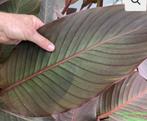 Canna Musafolia Rubrum, Tuin en Terras, Planten | Tuinplanten, Volle zon, Vaste plant, Zomer, Ophalen