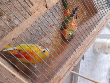 Turquoisine  beschikbaar voor biedingen