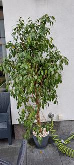 Ficus 1.9m hoog, Tuin en Terras, Planten | Bomen, Ophalen of Verzenden, Volledige schaduw, 100 tot 250 cm