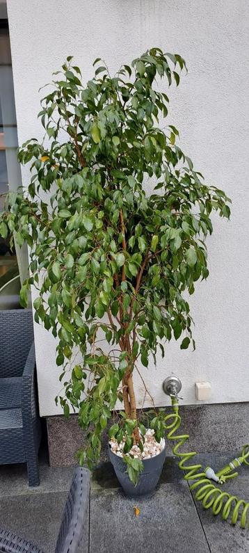 Ficus benjamina de 1,9 m de haut