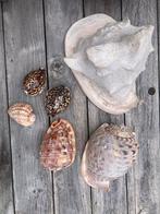Schelpen, Ophalen, Schelp(en)