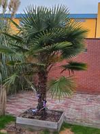 Palmboom, Tuin en Terras, Planten | Tuinplanten, Ophalen