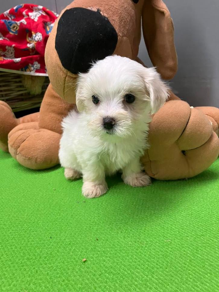 Maltezer puppy, Dieren en Toebehoren, Honden | Chihuahua's en Gezelschapshonden, Meerdere dieren, Maltezer, Fokker | Professioneel