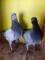 2 jonge duiven, Dieren en Toebehoren