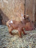 Dwerggeitje, Dieren en Toebehoren, Mannelijk, Geit, 0 tot 2 jaar