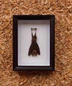 vleermuis in kader, Verzamelen, Dierenverzamelingen, Ophalen of Verzenden, Nieuw, Overige soorten, Opgezet dier