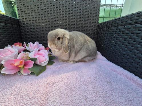 Mooi minilop koppeltje GEVACCINEERD, Dieren en Toebehoren, Konijnen, Dwerg, Meerdere dieren, 0 tot 2 jaar, Hangoor