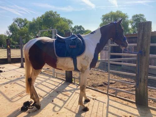 Springgefokte merrie te koop, Dieren en Toebehoren, Paarden, Merrie, Onbeleerd, 170 tot 175 cm, 3 tot 6 jaar, Springpaard, Met stamboom
