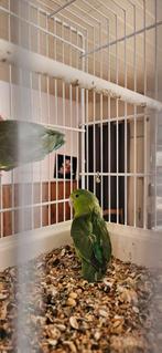 Toui hybride, Dieren en Toebehoren, Vogels | Hokken en Kooien, Ophalen, Gebruikt, Overige materialen, Overige typen