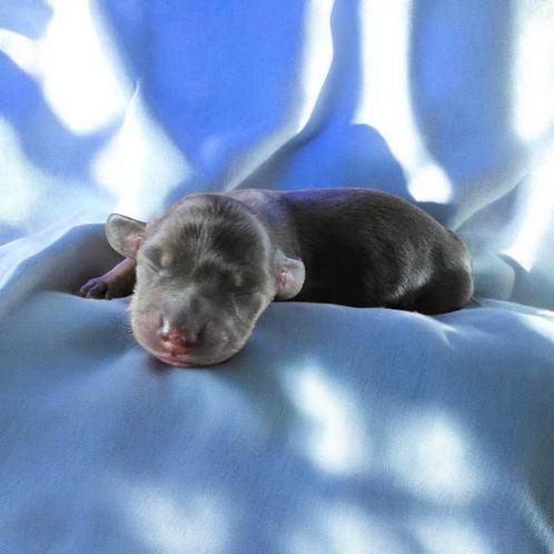 Zeer mooie dwergteckel langhaartjes  💙🩵, Dieren en Toebehoren, Honden | Teckels en Dashonden, Reu, Langhaar, Dwerg, Fokker | Professioneel