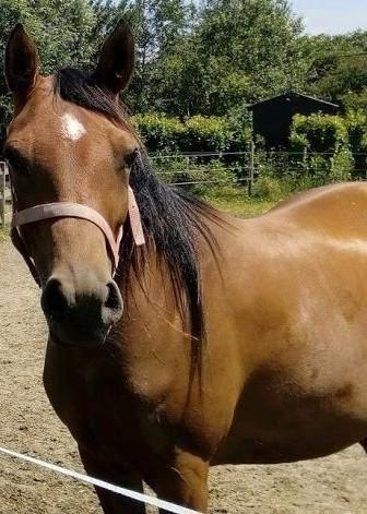 Lieve arabische merrie, als gezelschapsmaatje, wandelpaard, Dieren en Toebehoren, Paarden, Merrie