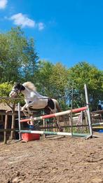 2jaarse barock pinto merrie, Dieren en Toebehoren, Paarden, Merrie