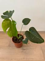 Monstera Thai Constellation, Huis en Inrichting, Kamerplanten, Ophalen