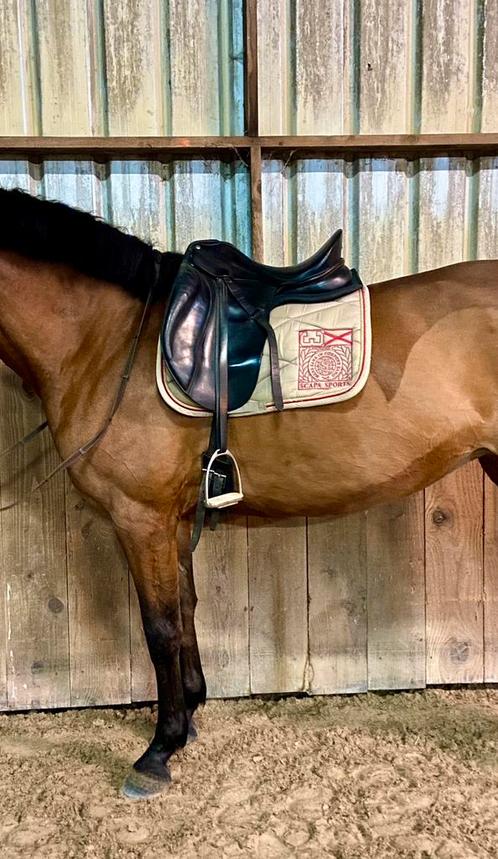 Zaldi 17'5 zwart leren dressuurzadel ideaal voor beginners, Dieren en Toebehoren, Paarden en Pony's | Hoofdstellen en Tuigage