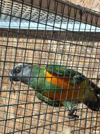 0.3 Bonte boer youyou du Sénégal, Dieren en Toebehoren, Vogels | Parkieten en Papegaaien, Vrouwelijk