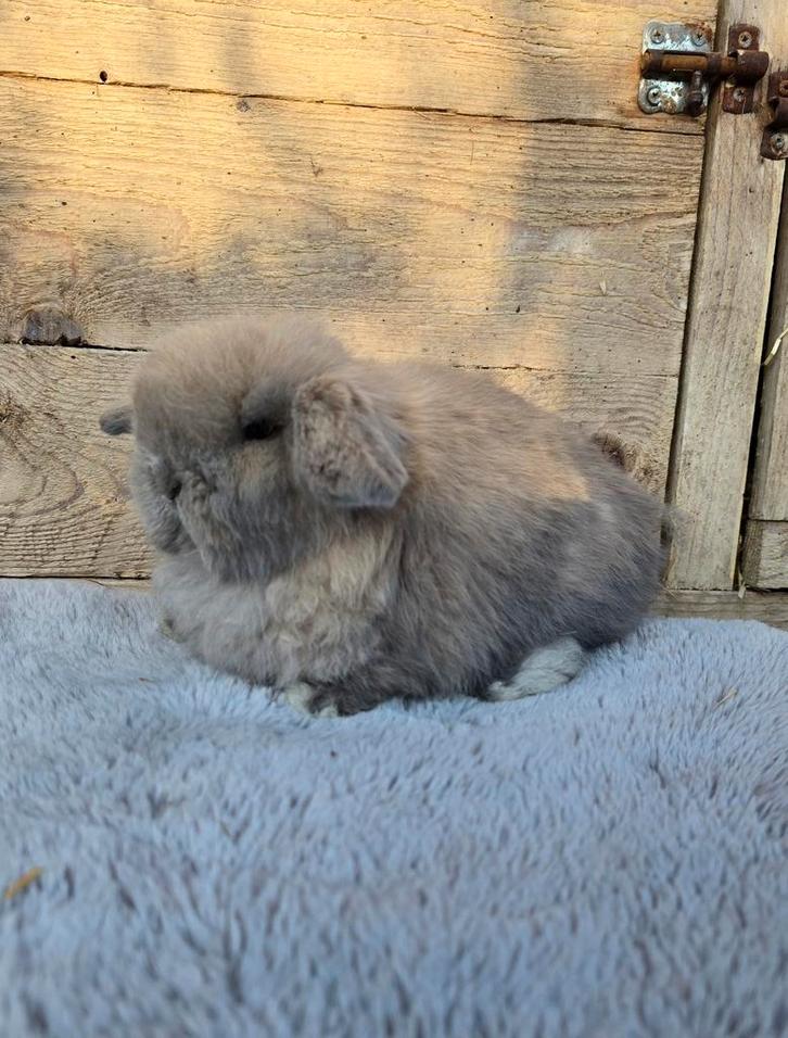 Minilop voedstertje, Animaux & Accessoires, Lapins