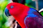 Perroquet gris Gabon et femelle eclectus, Dieren en Toebehoren, Vrouwelijk, Papegaai