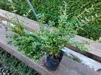 Vaste plant  lonicera, Tuin en Terras, Ophalen, Haag