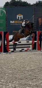 Brave Elvis ter putte ruin 2012, Dieren en Toebehoren, Paarden, Springpaard, Gechipt, Ruin, M
