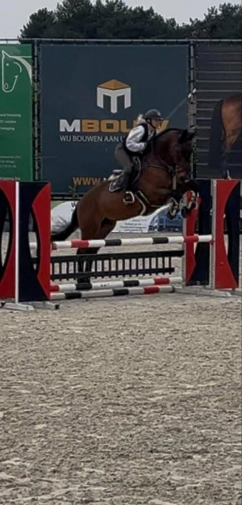 Brave Elvis ter putte ruin 2012, Dieren en Toebehoren, Paarden, Ruin, M, 165 tot 170 cm, 11 jaar of ouder, Springpaard, Met stamboom