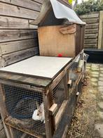 Vrouwtje Dwergkonijn met toebehoren, Dieren en Toebehoren, Dwerg