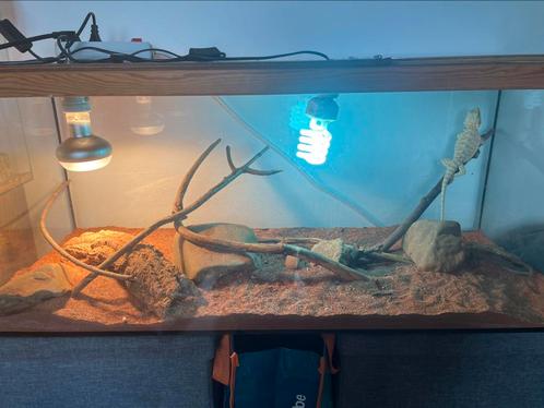 Jonge baardagaam, Dieren en Toebehoren, Reptielen en Amfibieën | Toebehoren, Zo goed als nieuw, Ophalen