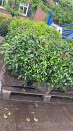 Prunus lusitanica Angustifolia bolvorm, Jardin & Terrasse, Plantes | Arbustes & Haies, Enlèvement ou Envoi