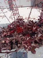 10 vaste planten heuchera, Ophalen of Verzenden, Vaste plant