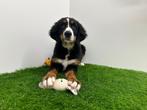 Berner Sennen pup, België, Eén hond, Fokker | Professioneel, Sennenhond
